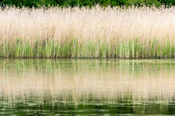 Reed (Phragmites australis) in the Weingartener Moor.