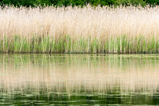 reeds with green grass on the edge of lake in the forest