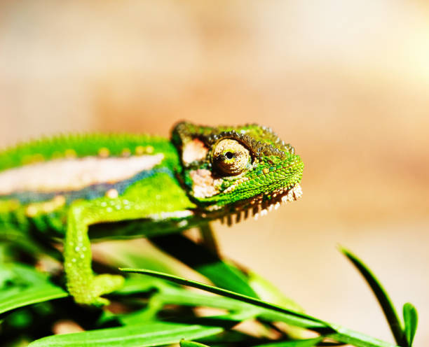 istock Brightly multi-colored chameleon looking around watchfully as it hunts 1368386669