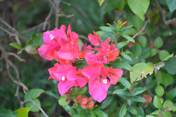 istock a group of bright red bougainvillea flowers 1368387683