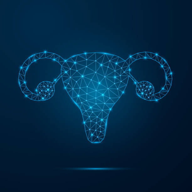 ilustrações de stock, clip art, desenhos animados e ícones de female reproductive system with low poly glowing connected dots. - ovary