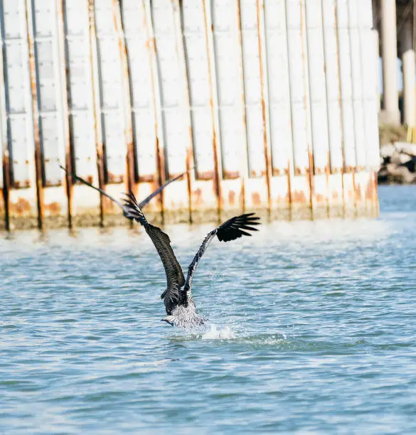 Two Brown Pelicans searching for food in the Gulf Intracoastal Waterway near Corpus Christi, Texas.