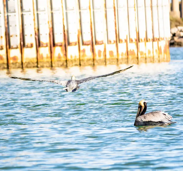 Two Brown Pelicans in the afternoon sun feeding in the Gulf Intracoastal Waterway near Corpus Christi, Texas, USA.