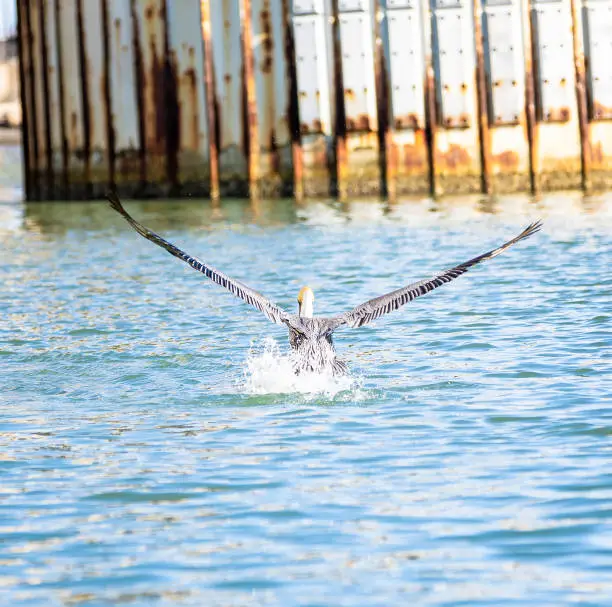 A Brown Pelican attempts to capture a fish from the Gulf Intracoastal waterway near Corpus Christi, Texas, USA.