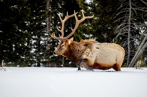 Huge Bull elk in deep snow kicking up snow as he walks, looking for food near Black bear ponds and Mammoth in northern Yellowstone National Park which is in Wyoming and Montana. Nearest towns are Mammoth, Gardiner, and Cooke City, Montana in western United States of America (USA).