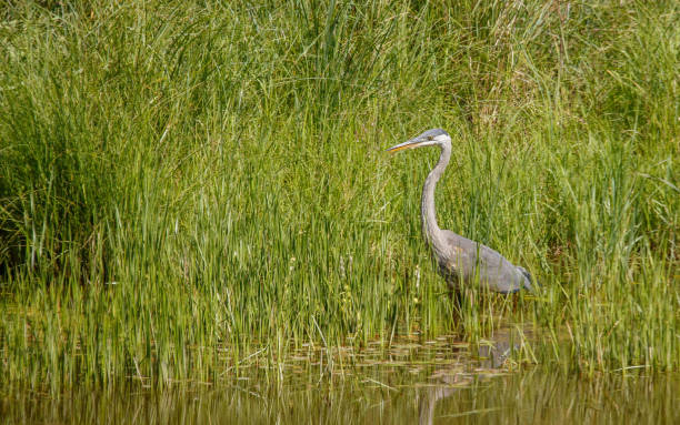 istock great blue heron fishing 1368394477