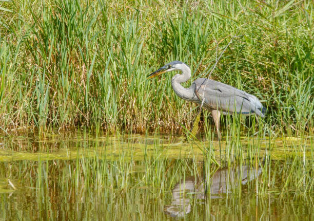 istock great blue heron fishing 1368394613