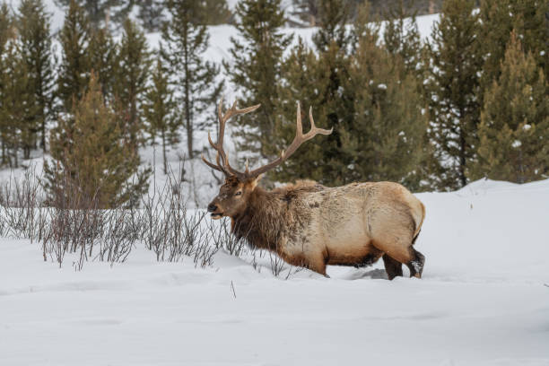 istock Huge Bull elk in deep snow looking for food 1368395895