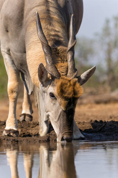istock Common eland antelope in Mashatu Game Reserve 1368397221