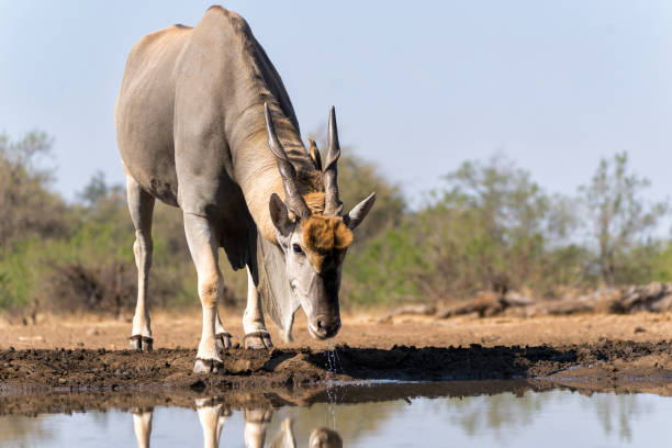 antilope eland comune nella riserva di caccia di mashatu - mashatu game reserve foto e immagini stock