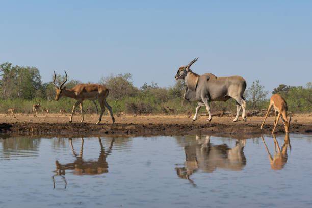 istock Common eland antelope in Mashatu Game Reserve 1368397251