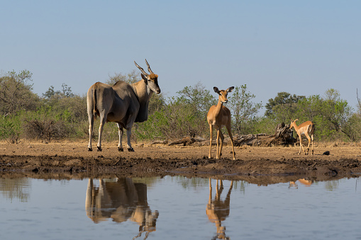 Common eland antelope (Taurotragus oryx) bull comming for a drink at a waterhole in Mashatu Game Reserve in the Tuli Block in Botswana