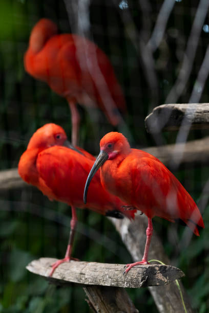 10+ Ibis Rouge Stock Photos and Royalty-Free Pictures - iStock