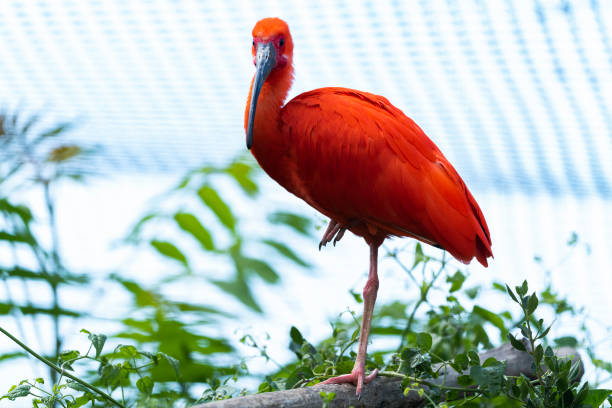 10+ Ibis Rouge Stock Photos and Royalty-Free Pictures - iStock
