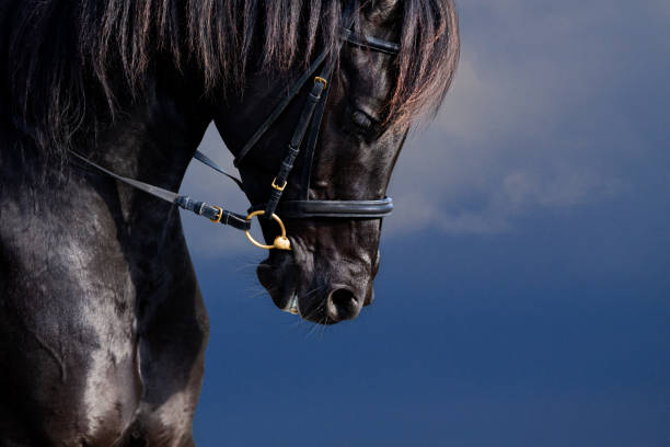 istock Arabian horse portrait on stormy sky. 1368399626
