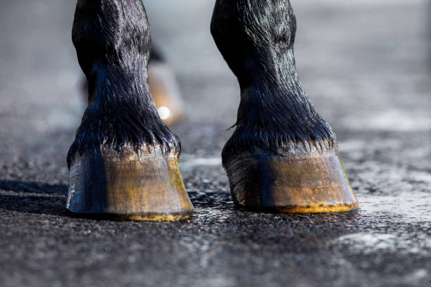 Horse hoof washing with water outdoors.