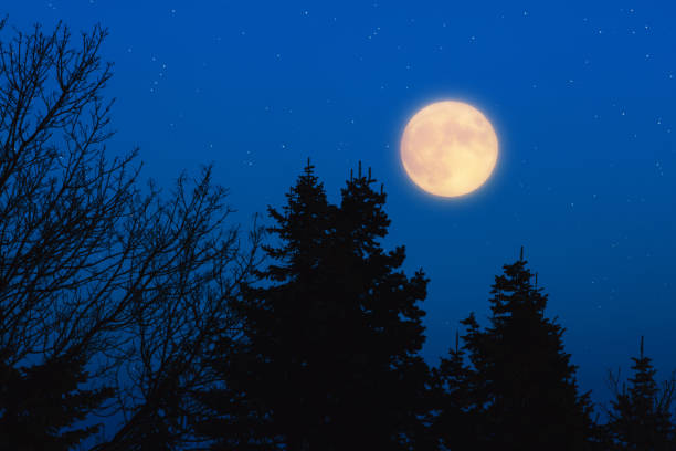 istock Tree silhouettes, stars and Moon on a vivid sky. 1368399807