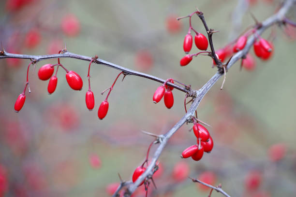 istock Red barberry berries on a branch 1368399910
