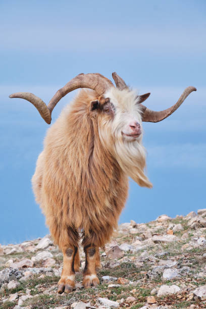 istock Portrait of wild goat. 1368402242