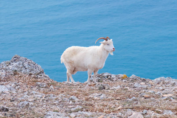istock Portrait of wild goat. 1368402444
