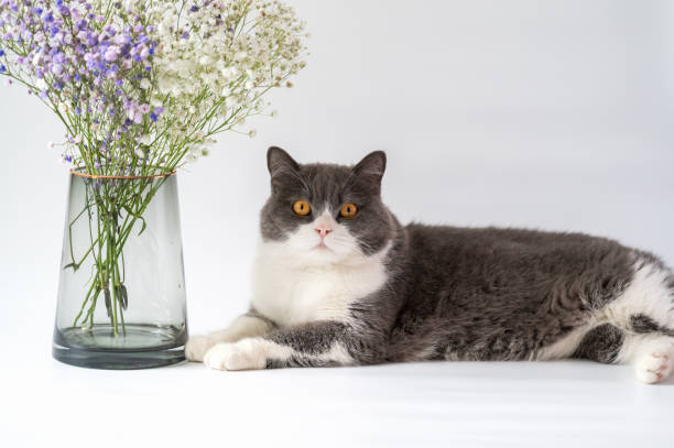 istock british shorthair cat and flower with vase 1368402550