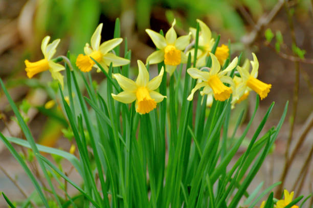 narcisse tazetta / narcisse paperwhite / narcisse 'tete a tete' - flower winter narcissus daffodil yellow photos et images de collection