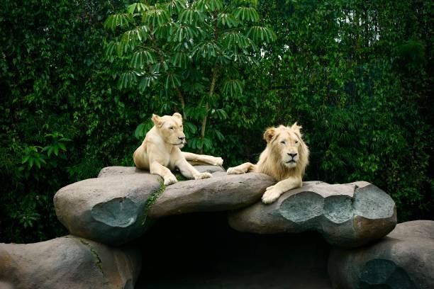 White Lion A pair of white lion on top of a rock white lion in the zoo stock pictures, royalty-free photos & images