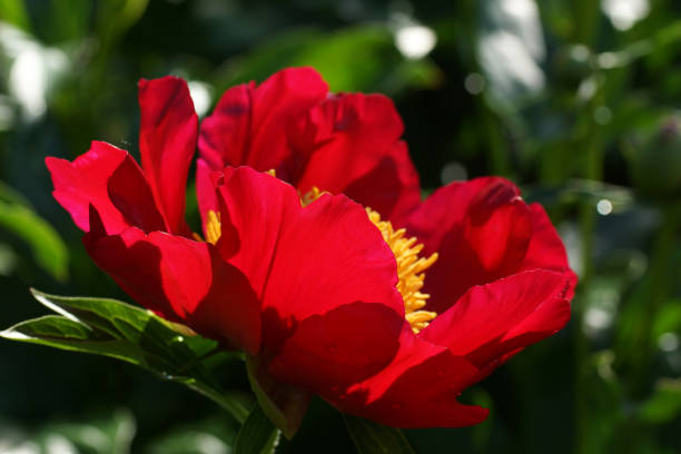 Peony Chervoni Vitryla.  Red peony flower.  Horizontal photo.