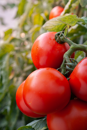 Tomatoes growing in the garden