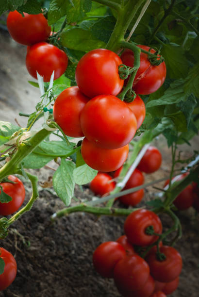 istock Growth ripe tomato in greenhouse 1368404763