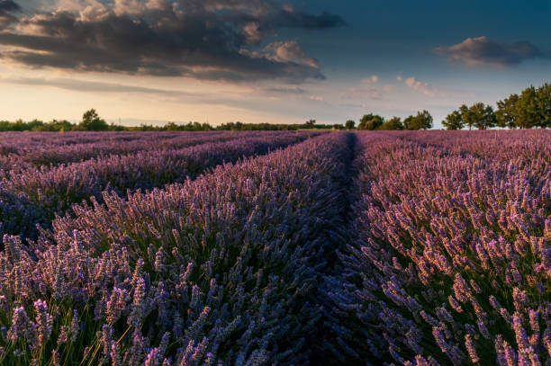 istock Lavender fields in Southern France 1368406011