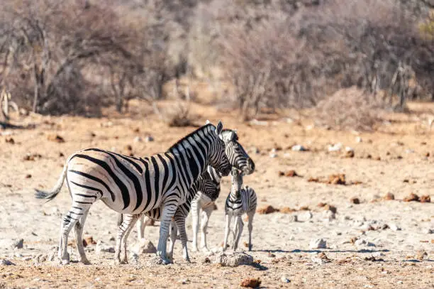 Photo of A group of Zebras in Etosha