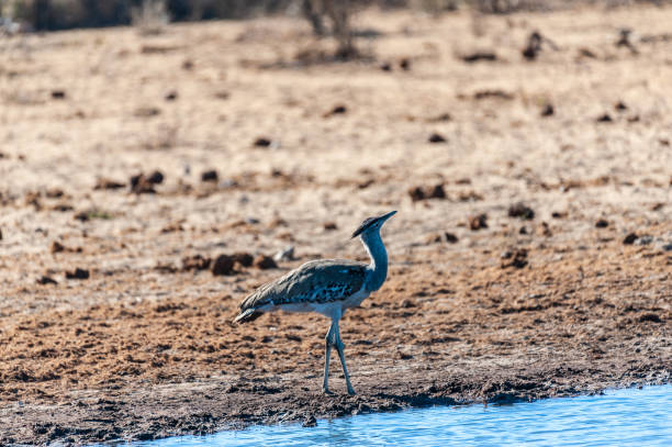 istock A Kori Bustard, standing on the edge of a waterhole 1368406044