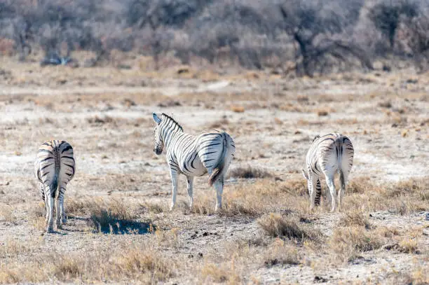 Photo of A group of Zebras in Etosha