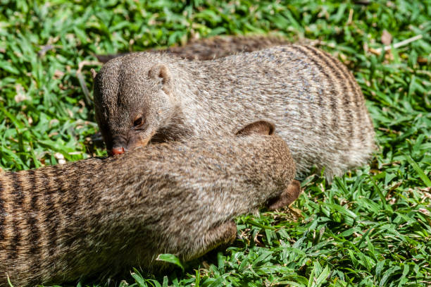 istock Banded Mongoose -Mungos mungo- being caring an playful 1368406081
