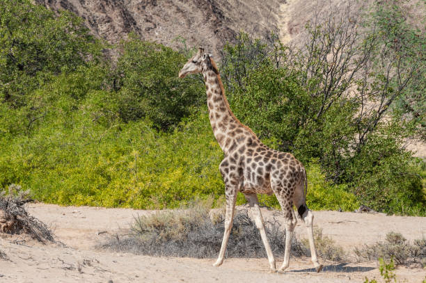 istock Solitary Giraffe in the Namibian Desert 1368406105