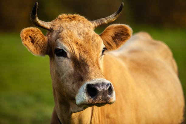 istock lonely pensive yellow cow 1368408213