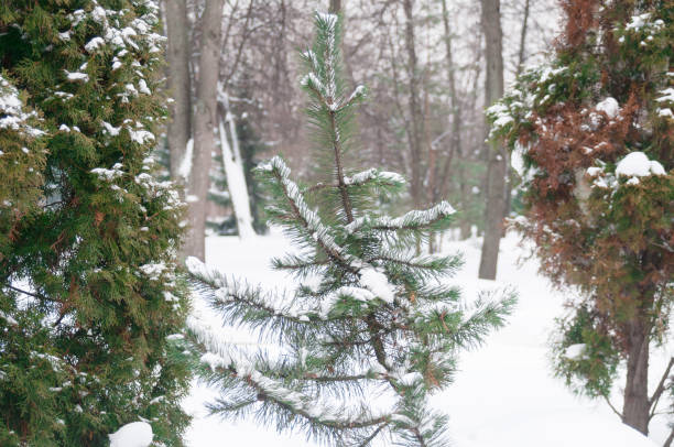 istock Landscape with snow and tree in winter forest 1368409028