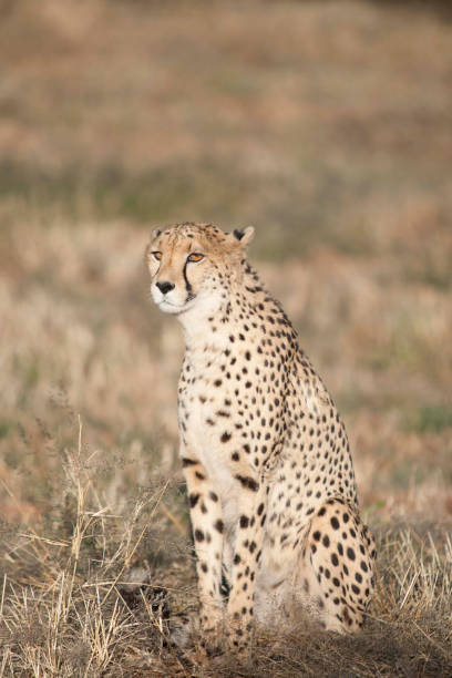istock Cheetah in Okonjima Reserve, Namibia 1368409305