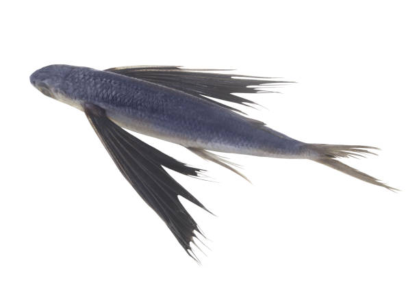 istock Tropical flying fish isolated on white background 1368409623