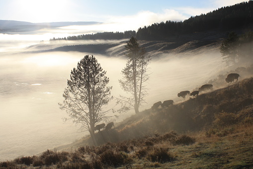 Bison descending in Hayden Valley with fog in the background