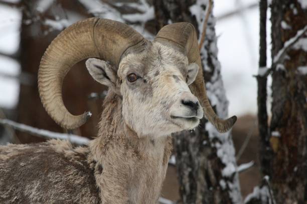 istock Close-up of bighorn ram 1368411019