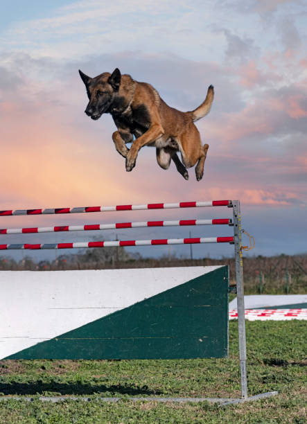 young belgian shepherd training in the nature for security