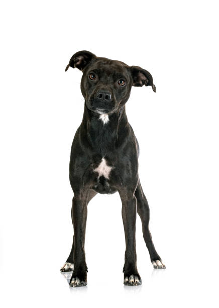 istock staffordshire bull terrier bastard 1368412131
