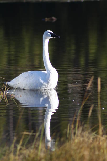 istock Trumpeter Swan in river with reflection 1368412462