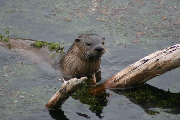 Otter at Trout Lake Otter by log at Trout Lake trout lake stock pictures, royalty-free photos & images