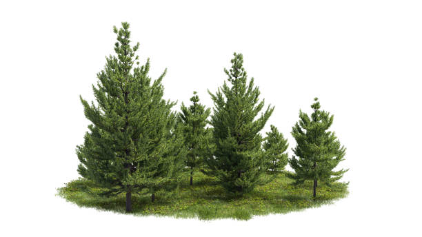 istock Cutout trees. Garden design isolated on white background. Decorative shrub for landscaping. Clipping mask available for composition. 1368412707