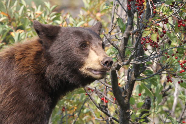 istock Close-up of black bear in Lamar Valley 1368412948