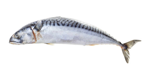istock frozen whole mackerel isolated on white 1368413726