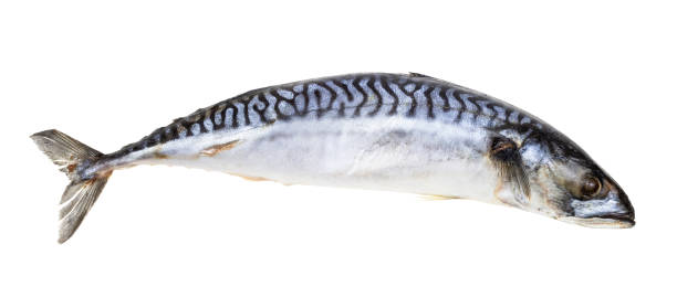 istock frozen mackerel fish isolated on white 1368413732